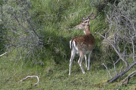 Fallow Deer Damhert Dama Dama Amsterdamse Waterleidingdu Flickr