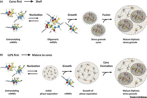 Principles And Properties Of Stress Granules Trends In Cell Biology