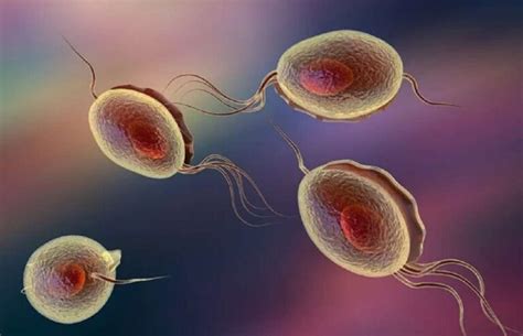 La Tricomoniasis Cómo Se Contagia Y Cuáles Son Los Síntomas