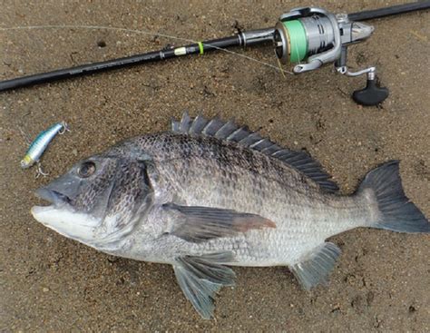 上 クロダイ 釣り方 161435 黒鯛 釣り方 仕掛け