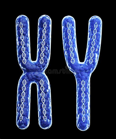 Chromosome Y Stock Illustrations 92 Chromosome Y Stock Illustrations