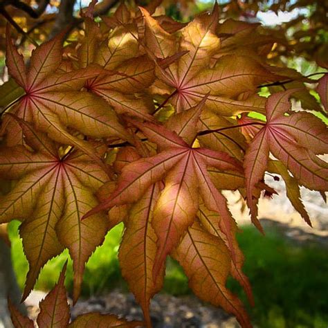 Acer Palmatum Amber Ghost Grateful Maple