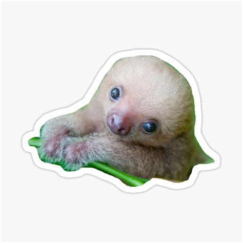 Baby Sloth Sticker By Lillamb Redbubble