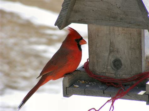 Build Explicitly Designed Cardinal Bird House