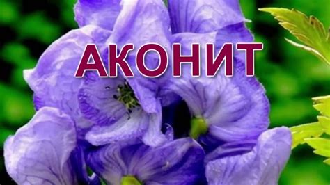 Растение Аконит (лат. Aconitum) - YouTube