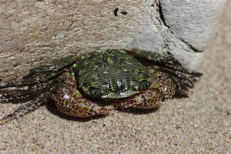 Striped Shore Crab Pachygrapsus Crassipes