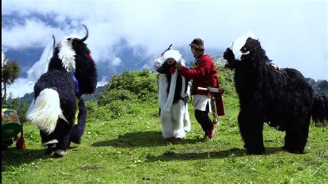 Yak Cham Yak Dance By Snow Lion Cultural Society Tawang Youtube