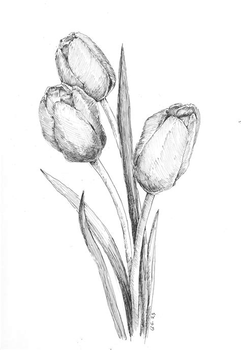 Tulips Pen Sketch, Tulip Flower, Original Pen Sketch, Flower Drawing ...