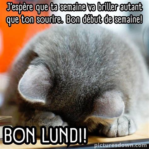 Bon Lundi Humour Image Chat Gris Picturesdown