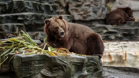 Detroit zoo combines 3 bear habitats, doubling space