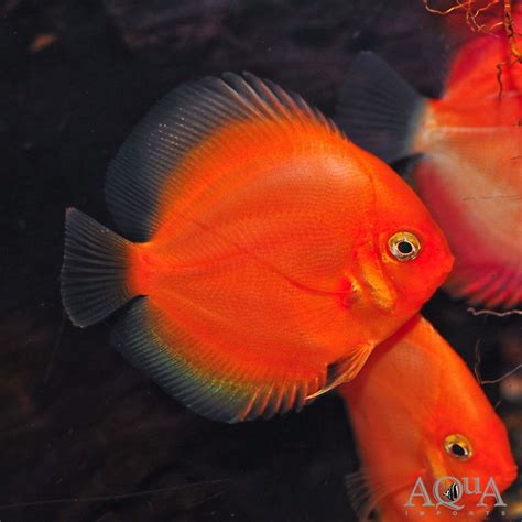 Tangerine Discus Symphysodon Discus Aqua Imports