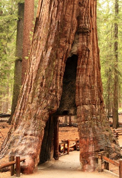 Redwood Tree In Yosemite Park California Hiking Yosemite