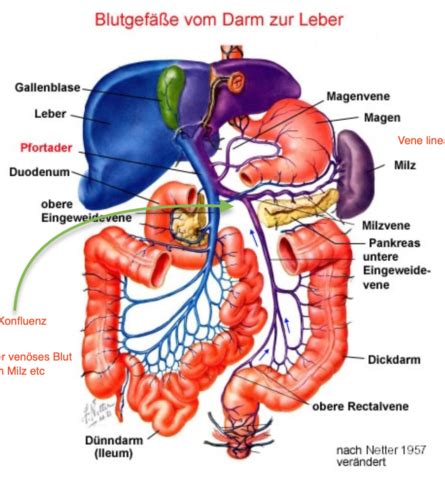 Vl Leber Und Gallenblase Flashcards Quizlet