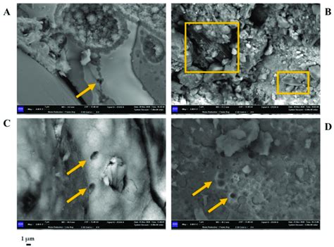 Scanning Electron Microscope Sem Micrographs Obtained For Sample S