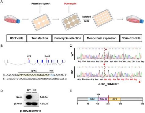 Construction And Identification Of Nono Knockout H C Cell Line A