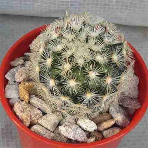 Mammillaria Carmenae Buy Cactus Online Buy Now Secure