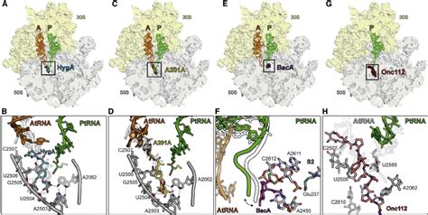 Antibiotics Targeting The Large Ribosomal Subunit Ah Overviews A