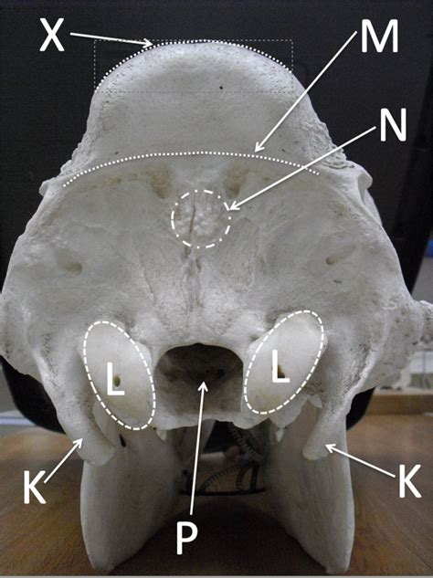 Bovine Skull Caudal View Diagram Quizlet