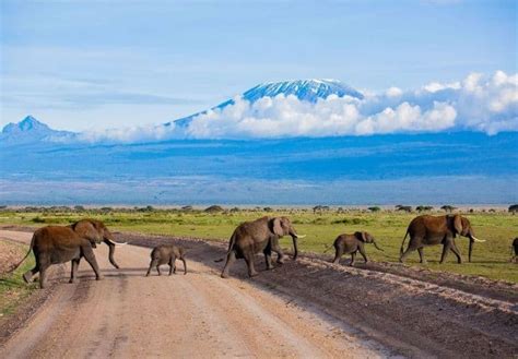 7 Days Amboseli, Lake Naivasha, Nakuru & Masai Mara Safari