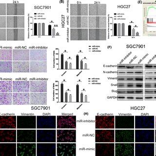 Mir A P Facilitates Invasion Migration And Emt Process In Vitro