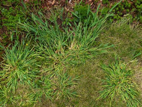 Wild Gras In Het Gazon Herkennen Verwijderen Moowy