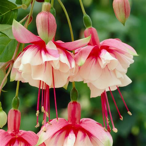 Fuchsia El Camino Trailing J Parker Dutch Bulbs