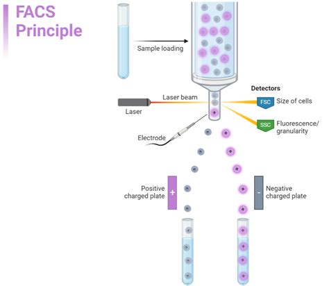 Flow Cytometry Applications Resources Biomol Gmbh Life Science Shop