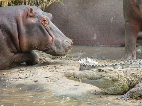 Hippo Croc On A River Safari From Mvuu Lodge In Malawi  Flickr