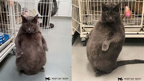 Illinois fat cat seeking the purr-fect new home - ABC7 New York