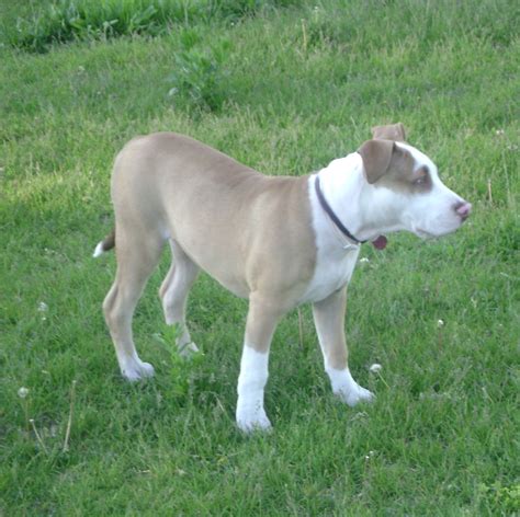 American Pit Bull Terrier Information Dog Breeds At Thepetowners