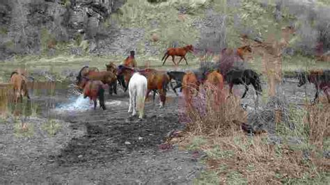 Black Far West Un Documentaire Qui Fait Ressortir De Loubli La