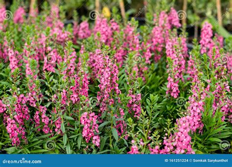 Beautiful Blooming Angelonia Flowers Stock Photo - Image of field ...