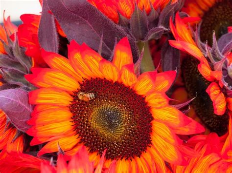 Premium Photo | Red sunflowers.