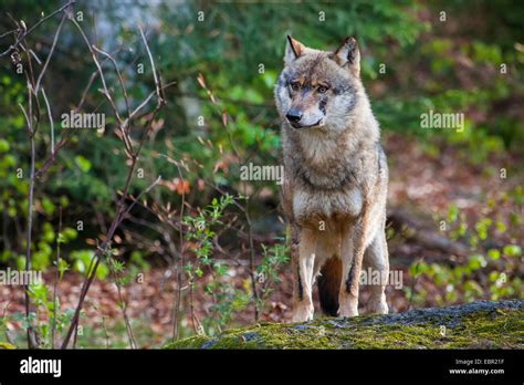 European Gray Wolf Canis Lupus Lupus Standing On A Mossy Boulder In