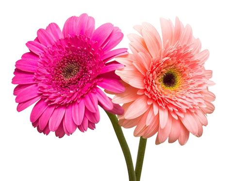 Premium Photo Two Gerbera Flowers Isolated On White Background