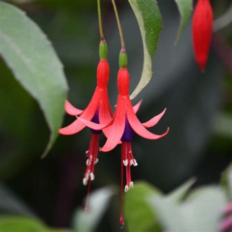 Fuchsia Royal Aux Fruits Savoureux Ou Fuchsia Regia Reitzii Meilland