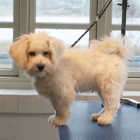 Maltipoo Viborg Hundesalon