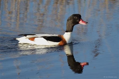 Tadorne De Belon Common Shelduck Tadorna Tadorna L Flickr