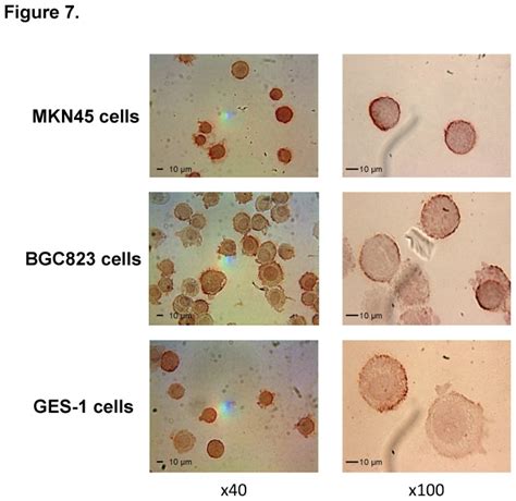 Two Icc Assays Were Performed Photomicrographs From One Are Shown At