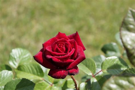 Gambar Menanam Hujan Daun Bunga Merah Botani Flora Floribunda