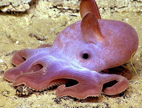 Dumbo Octopus Sea Gallery On Sea And Sky Dumbo Octopus Octopus