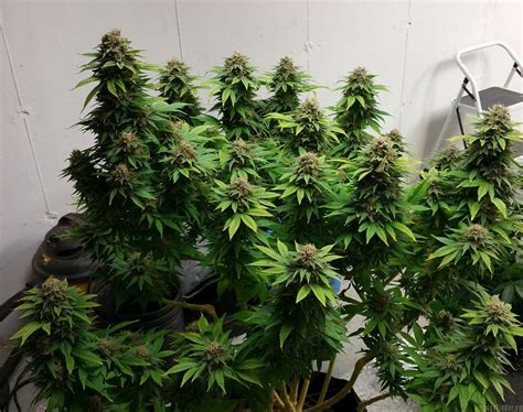 Super Dense Auto Von New420guy Seeds Cannabis Sorten Infos