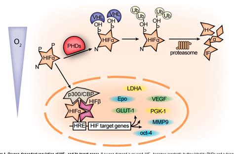 Figure From Erythrocytosis The Hif Pathway In Control Semantic