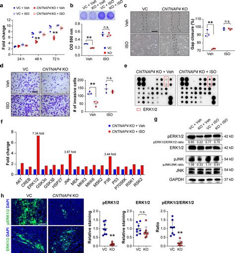 ERK Agonist Restores Cellular Phenotypes In CNTNAP4 KO Cells Cells