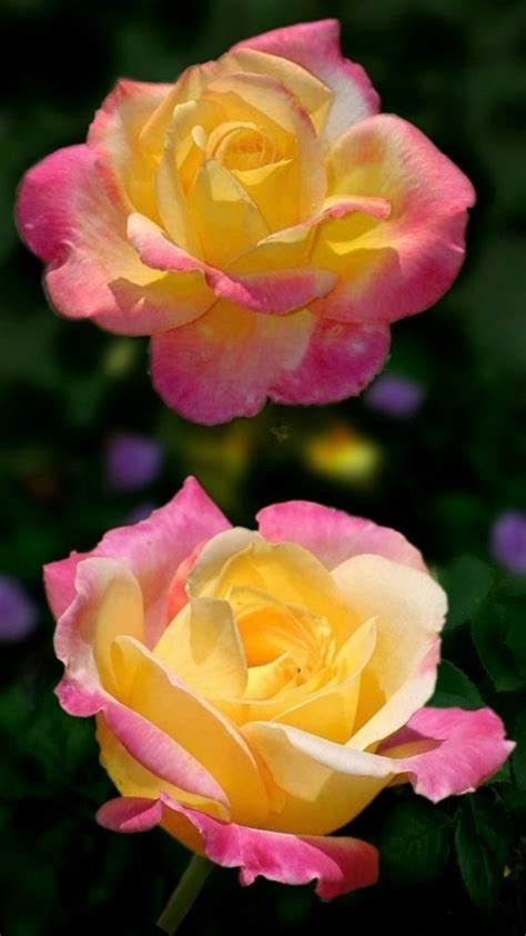 Pin By On Rosas Flores Beautiful Rose Flowers