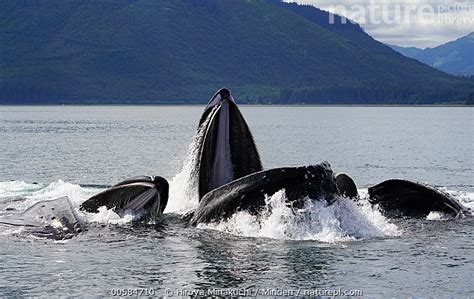 Stock Photo Of Humpback Whale Megaptera Novaeangliae Pod Gulp Feeding