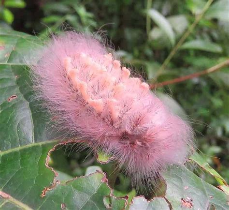 Big Black Fuzzy Caterpillar With Red Stripes Photo by andy reago ...