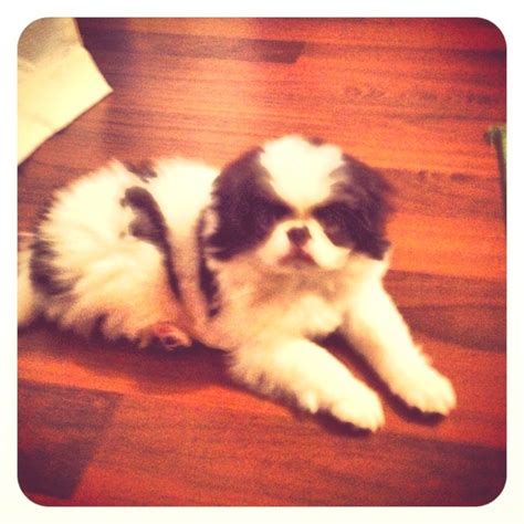 Japanese Chin Puppy!! Adorable :) | Japanese chin puppies, Cute puppies ...
