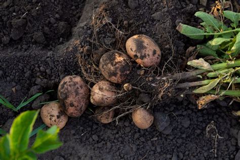 Concerns grow as farmers face dire situation with this year's potato ...