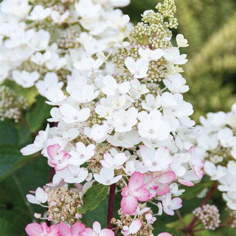 CANDELABRA® Panicle Hydrangea – Jardineries Botanix